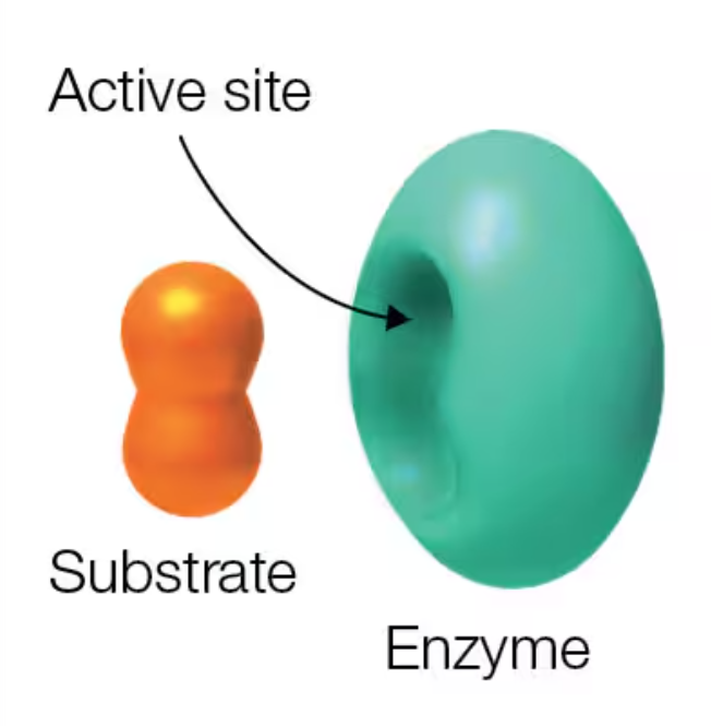 <p>An enzyme’s active site</p>