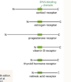 <ul><li><p>all have similar domains: all have 3 parts.</p></li><li><p>vary in the N- and C- terminal regions</p></li><li><p>this allows ligand binding specificity</p></li></ul><p></p>