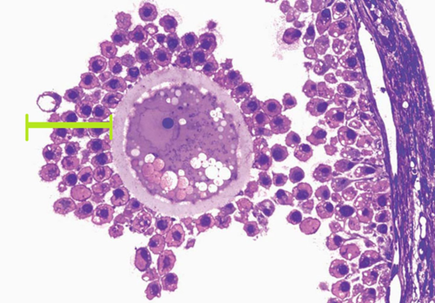 <p>Outer layer of cells surrounding the oocyte. These cells are secreted by follicle cells.</p>