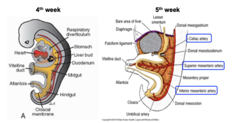<p>Foregut: from celiac artery. </p><p>Midgut: from superior mesenteric artery. </p><p>Hindgut: from inferior mesenteric artery. </p><p></p>