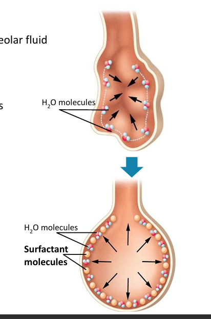 attraction between water molecules in alveolar fluid, creates inward force that resists expansion