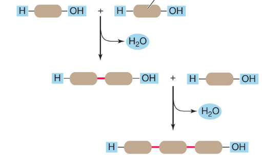 <p>How cells <u>build</u> large molecules (polymers) from smaller ones (monomers).</p><p>An enzyme removes a hydroxyl group from one molecules and a hydrogen atom from another. A covalent bond forms between the molecules, and <u>water forms</u>.</p>
