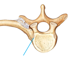 <p>Where the head of the rib (inner end) connects to the vertebral body, and the tubercule of the rib connects to the transverse process of the vertebrae. These are gliding joints (synovial)</p>