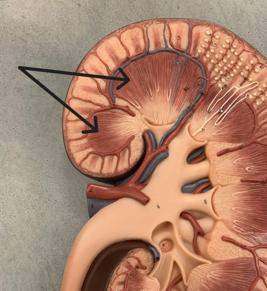 <p>Which part of the kidneys:</p><ul><li><p>The inner portion of the kidneys</p></li></ul><p></p>
