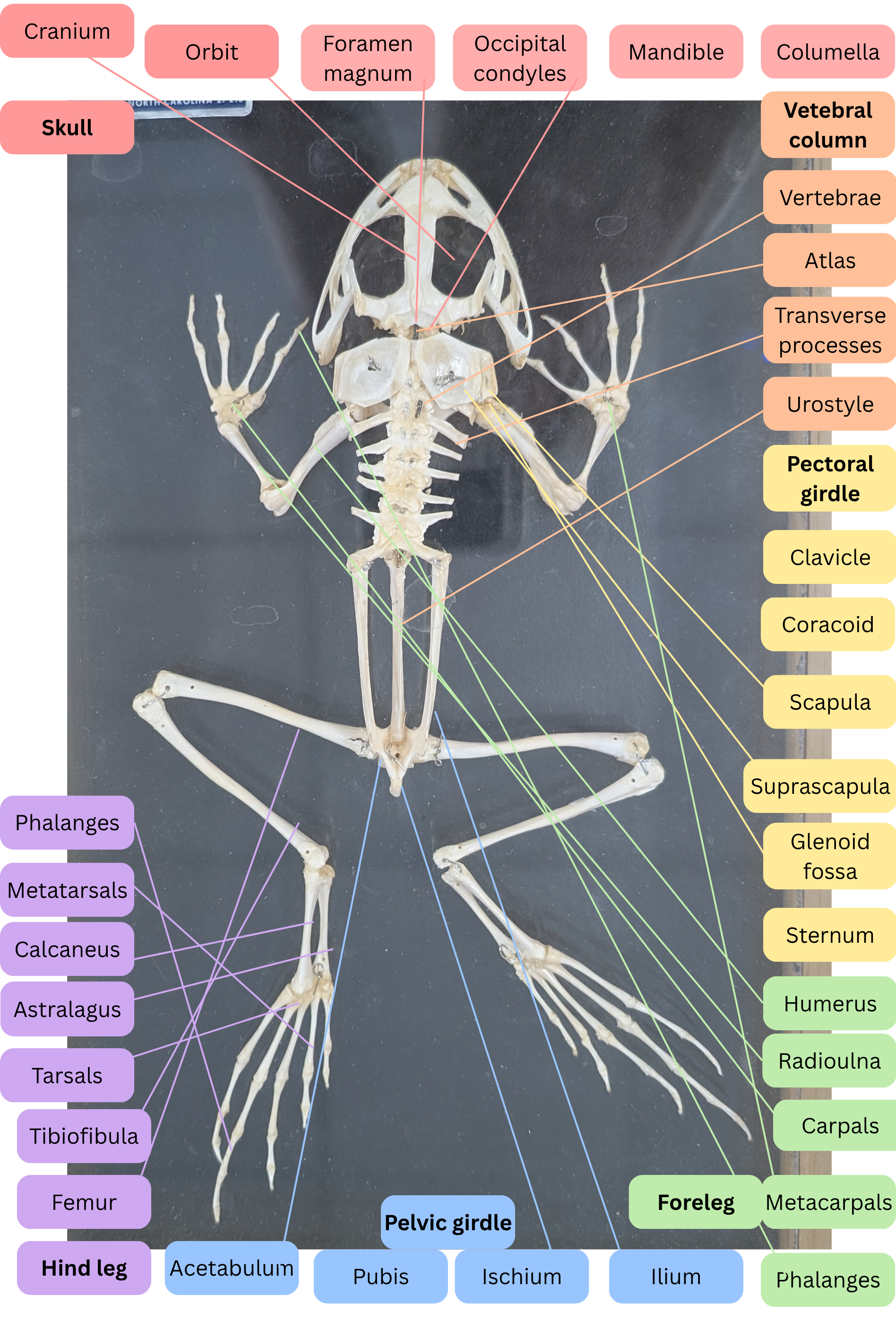 knowt flashcard image