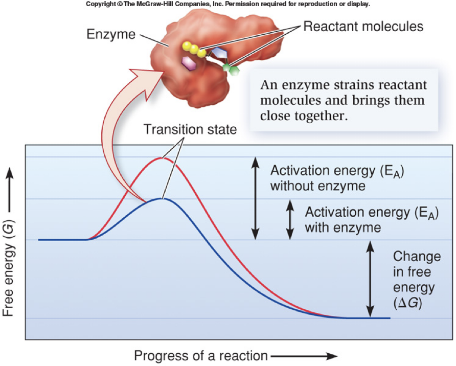 <p>How do Enzymes catalyze reactions? </p>