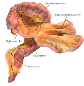 <p>Internal, visceral fat → Mesenteries</p>