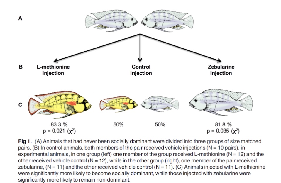 <ul><li><p>83.3% of fish injected with L-methionine became dominant </p></li><li><p>In pairs where both fish received vehicle injections, there was a 50/50 split in who became dominant </p></li><li><p>81.8% of fish injected with zebularine (methylation inhibitor) remained non-dominant </p></li></ul><p></p>