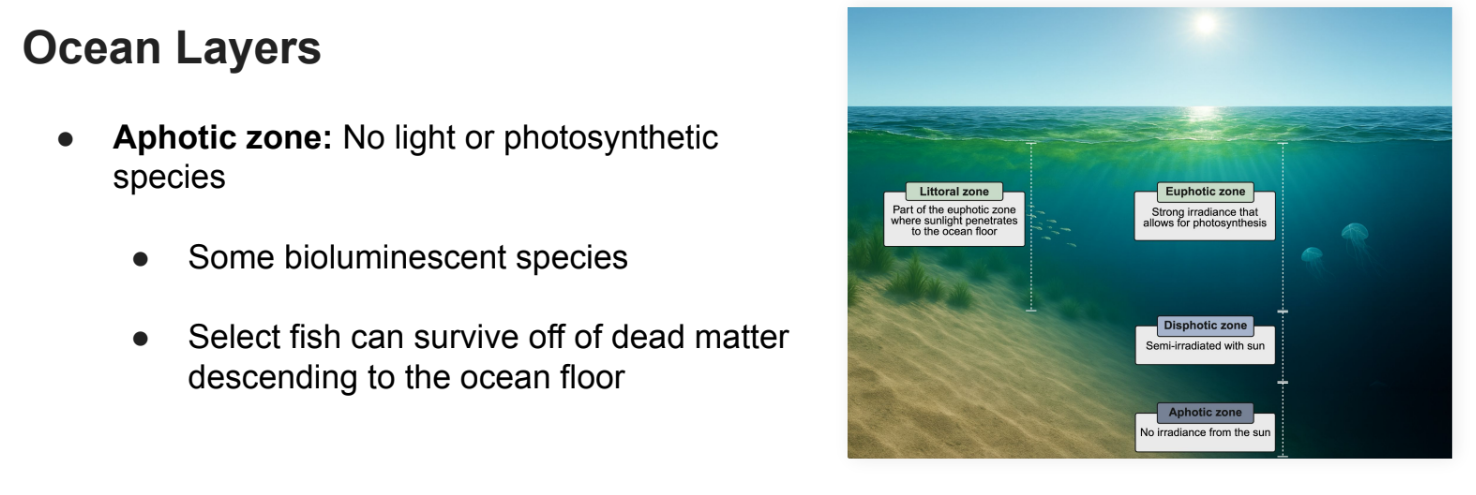 <ul><li><p><strong>Aphotic zone</strong>: <strong>No light </strong>or photosynthetic species</p></li><li><p>Some <strong>bioluminescent </strong>species</p></li><li><p>Select fish can survive off of <strong>dead matter </strong>descending to the ocean floor</p></li></ul><p></p>