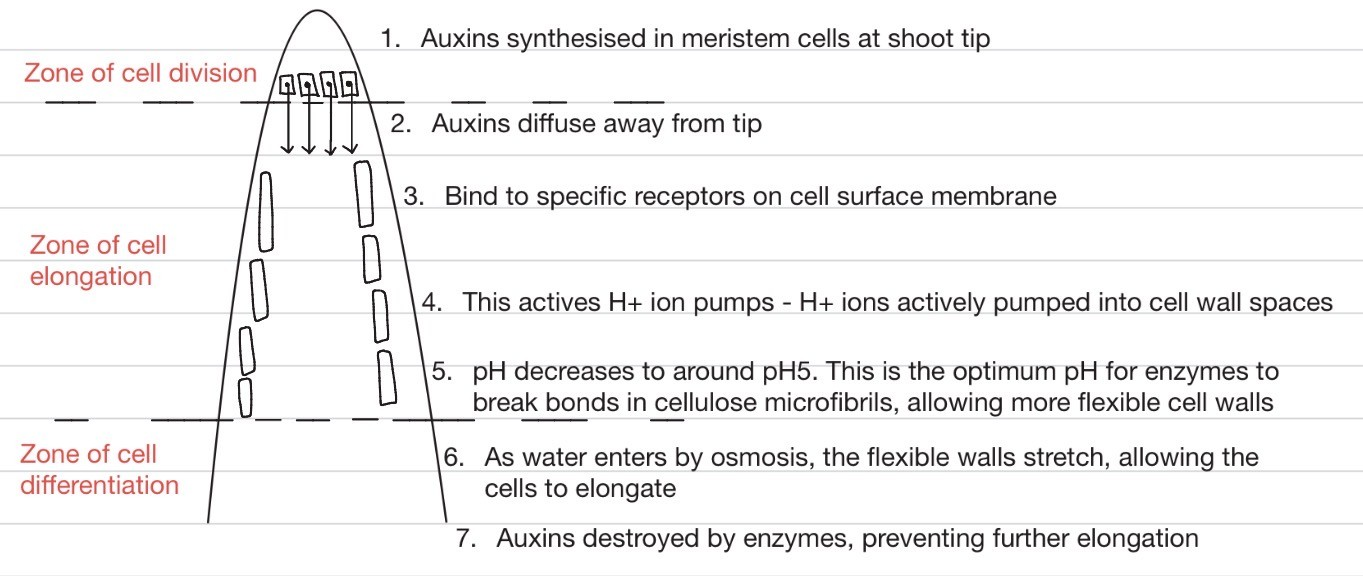 <ol><li><p>The auxins are synthesised in meristem cells at the shoot tip, then diffuse away from the tip</p></li><li><p>They bind to specific receptors on the cell surface membrane</p></li><li><p>This activates H<sup>+</sup> ion pumps, causing H<sup>+</sup> ions to be actively pumped into cell wall spaces</p></li><li><p>The pH decreases to around pH 5, which is the optimum pH for enzymes to break bonds in cellulose microfibrils, allowing more flexible cell walls</p></li><li><p>As water enters by osmosis, the flexible walls stretch, allowing the cells to elongate</p></li><li><p>The auxins are destroyed by enzymes, preventing further elongation</p></li></ol><p></p>