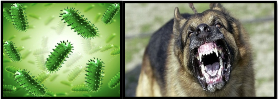 <p><span style="background-color: transparent;"><strong>How is rabies spread?</strong></span></p>