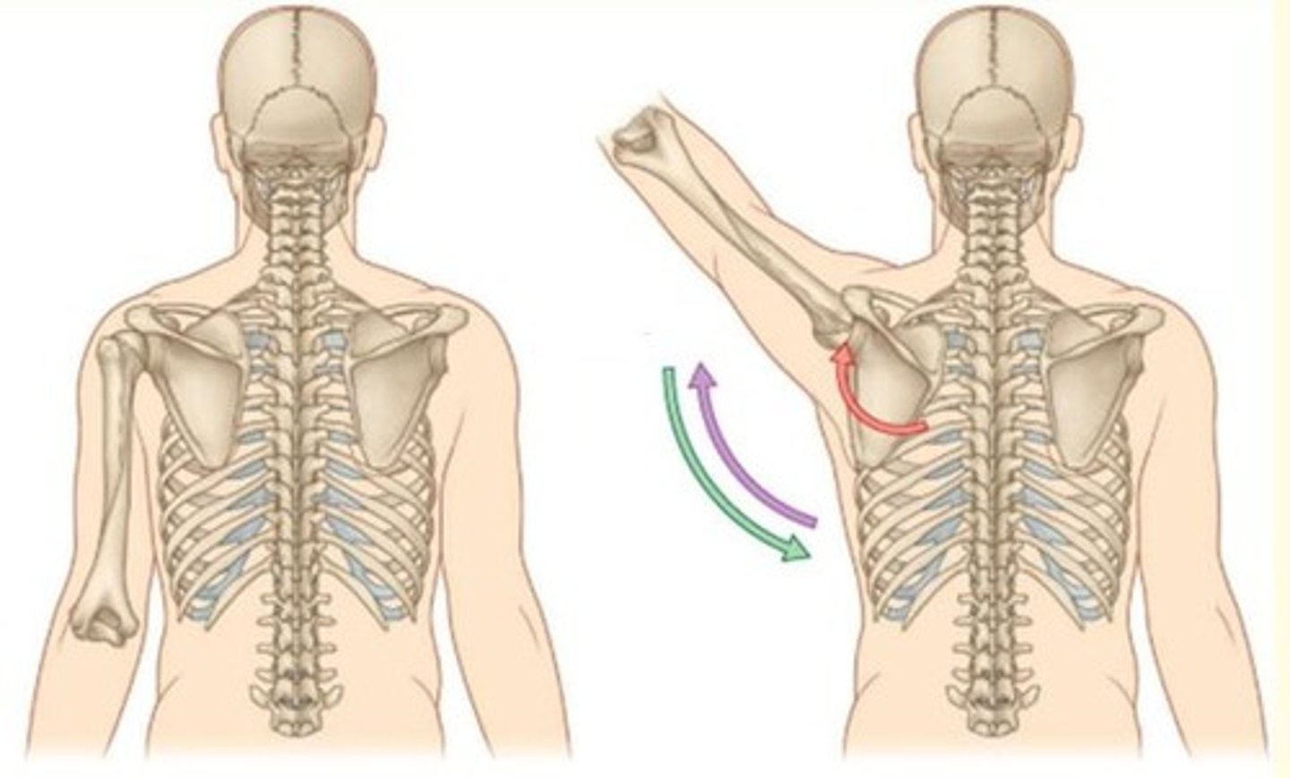 <p>Movements of the Upper Limb</p><p>What movement is this?</p>