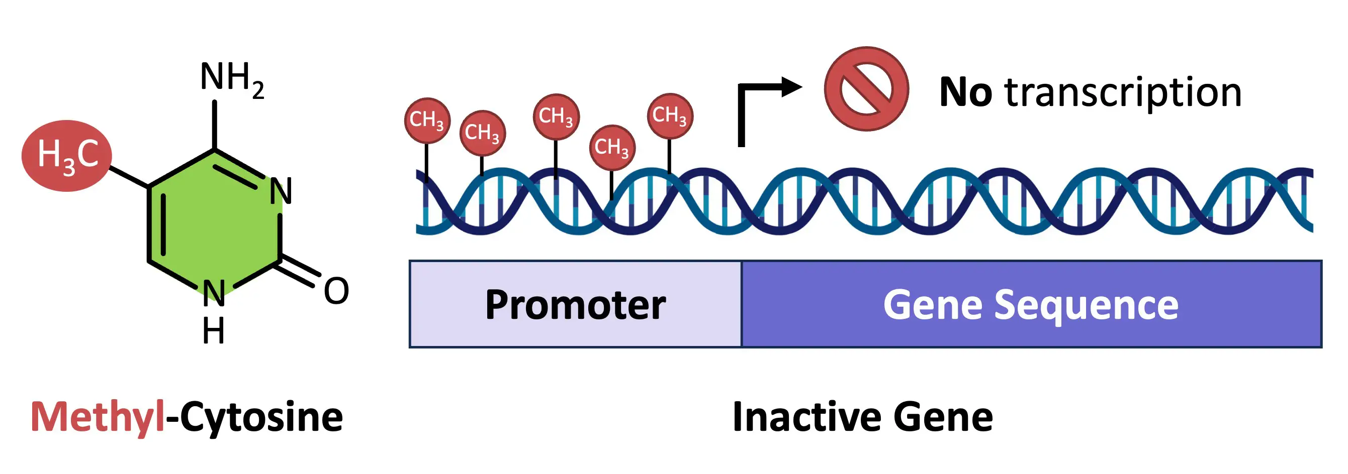 <p>What is DNA methylation? What does it do?</p>
