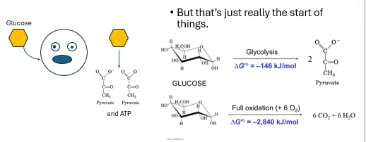<ul><li><p>not very efficient - yielding 146kj/mol of free Energy</p></li><li><p>compared to full oxidation (Glucose => 6CO2 + H2O) - yielding 2840kl/mol</p></li><li><p>in terms of ATP, 2ATP vs 34-36 ATP</p></li><li><p>Pyruvate, the final product from Glycolysis, can be fed into the TCA cycle (first part of respiration), then into the electron transport chain, to power ATP Synthase to make 34-36ATP - where the great yield comes in</p></li><li><p>Glucose is fully broken down in these steps into CO2, so all its Energy is harnessed and made cellulary available, stored in ATP</p></li></ul><p></p>