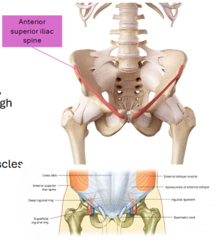 <p>lnguinal ligament</p>