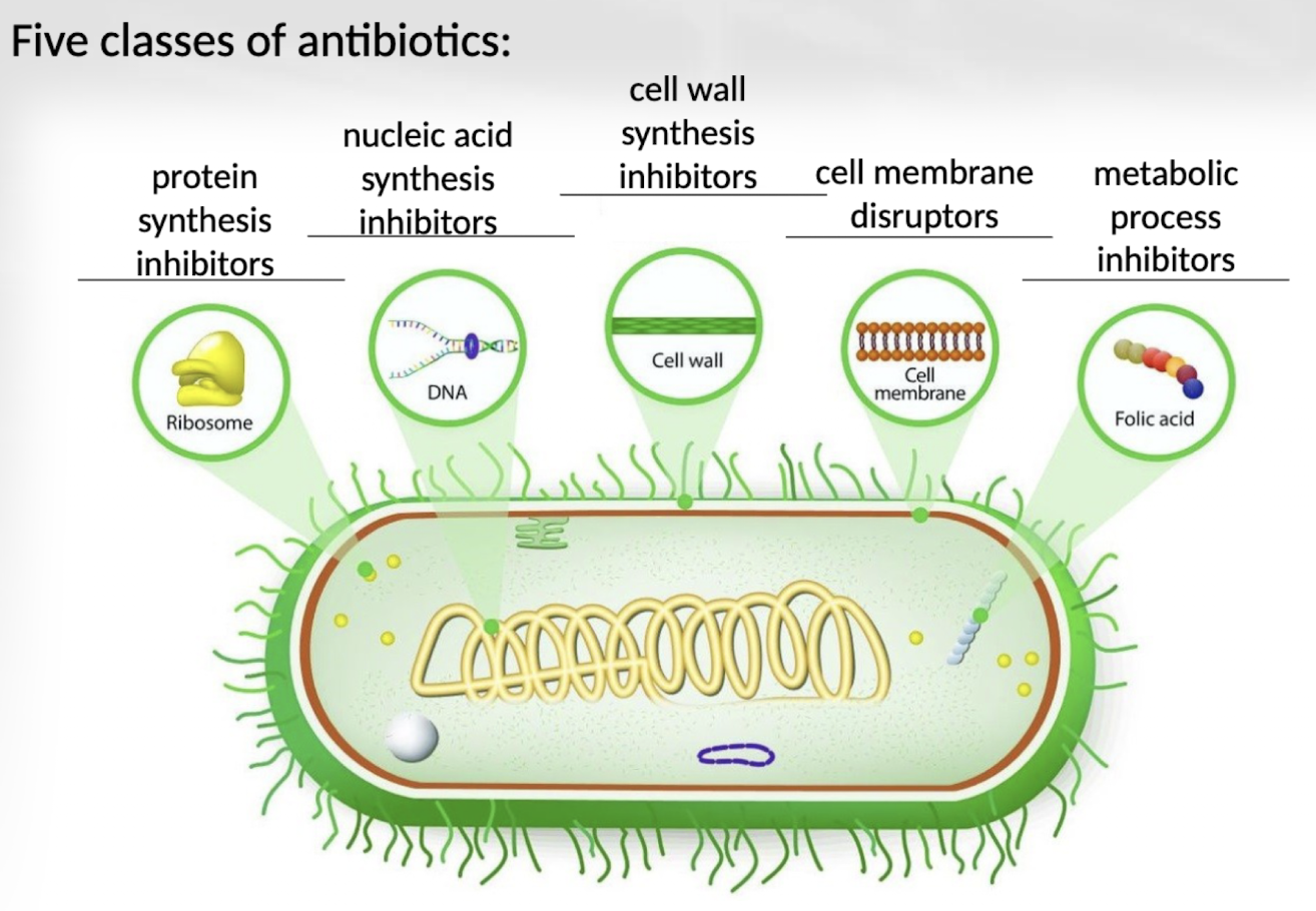 <p>Antimicrobial drugs work by inhibiting cell wall synthesis, disrupting cell membrane function, inhibiting protein synthesis, interfering with nucleic acid synthesis, or blocking essential metabolic pathways.</p>