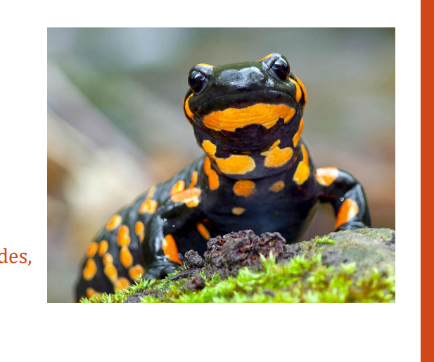 <p>name this animal</p>