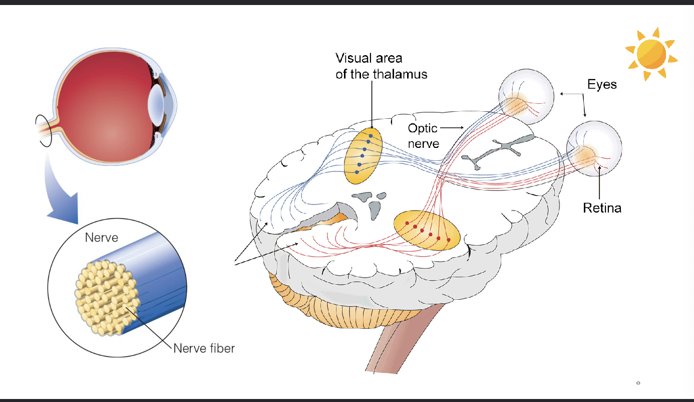 <p>the OPTIC NERVE carriers information from the retina toward the brain </p>