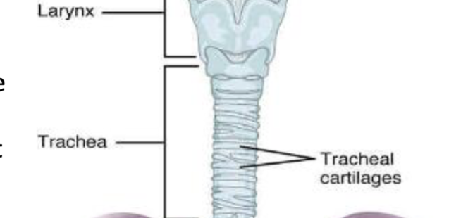 <p>commonly known as the “windpipe” because it extends and carries air from the larynx toward the lungs</p>