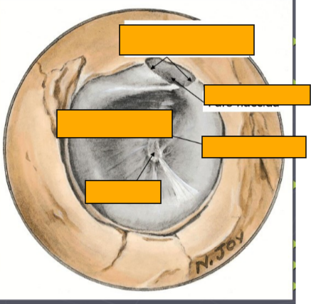 <p>Label this image, which structure is shown</p>