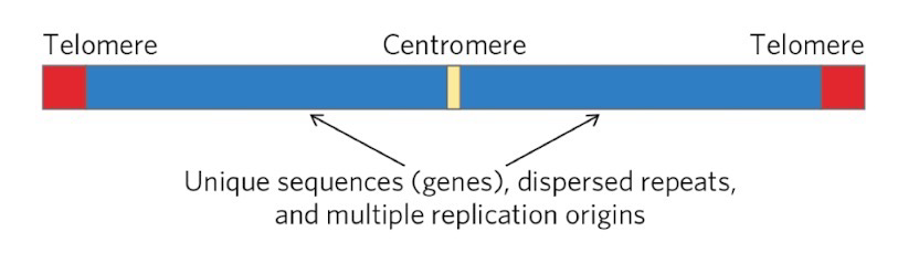 <p>Human cells contain 46 <strong>linear</strong> <strong>chromosomes</strong>; Eukaryotes have proteins bound to chromosomal DNA</p>