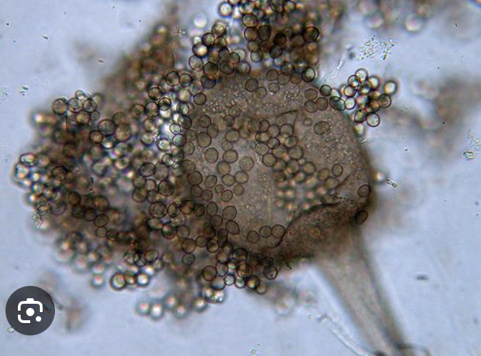 <p></p><img src="https://assets.knowt.com/user-attachments/e0116b4d-2b53-41ce-9e4b-046fe44d7c14.png" data-width="100%" data-align="center"><p></p>