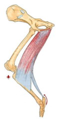 <p>action of indicated m</p>