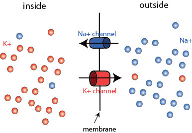 <p><span>Characteristics of K+ in Resting membrane potential </span></p>