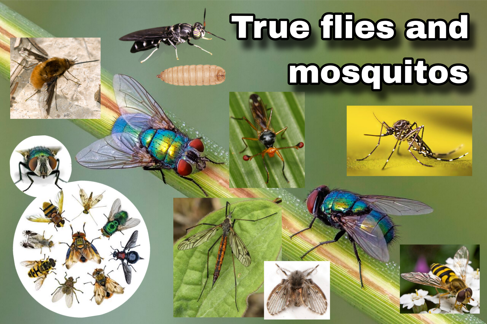 <p>True flies and Mosquitos</p>