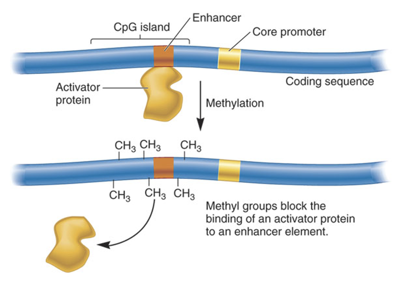 <p>It changes the chemical shape of the binding surface within the DNA motif</p><p>Causes the TF to either bind much more weakly or lose its ability to bind entirely</p>
