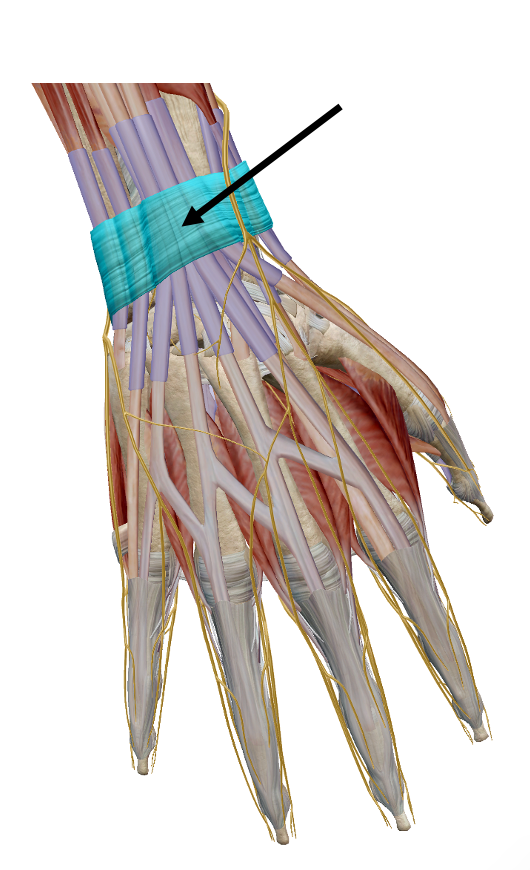 <p>Identify the name of the structure highlighted in blue in the image.</p>