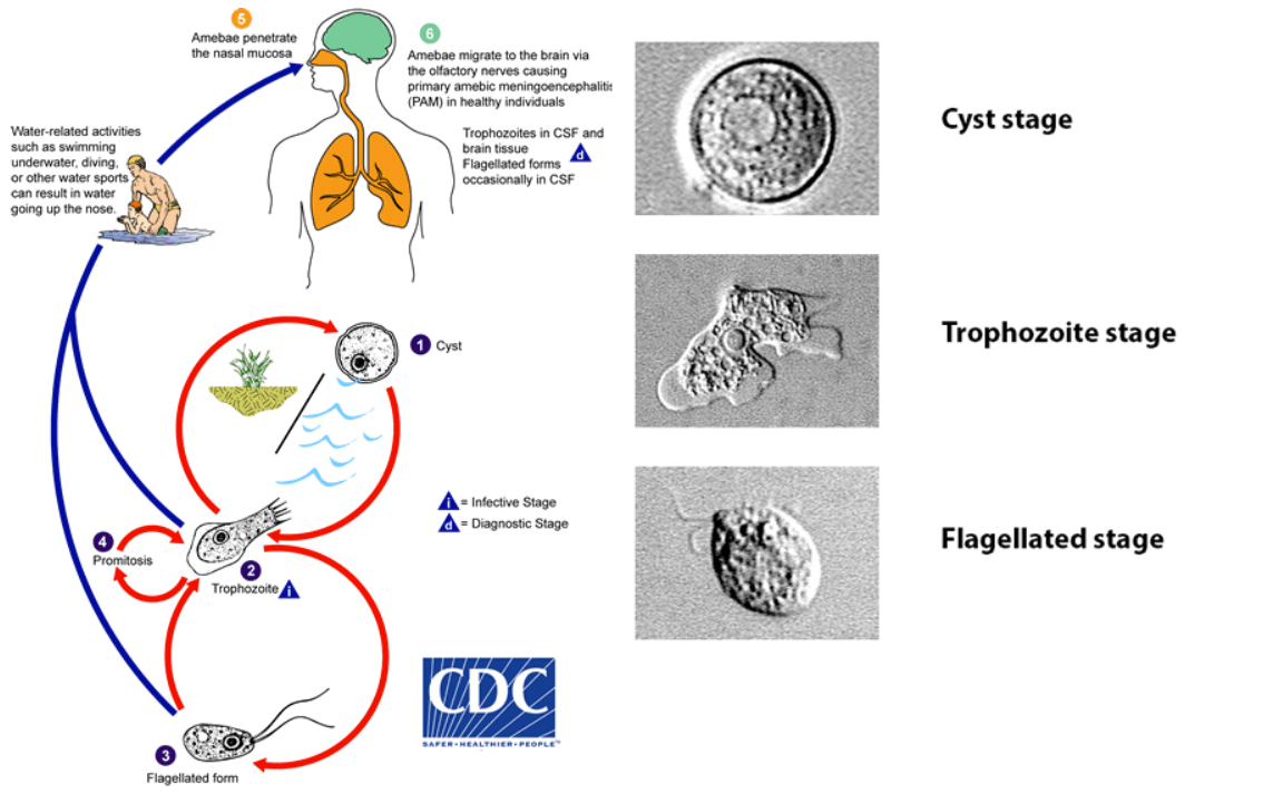 <p>Name the protozoan</p>