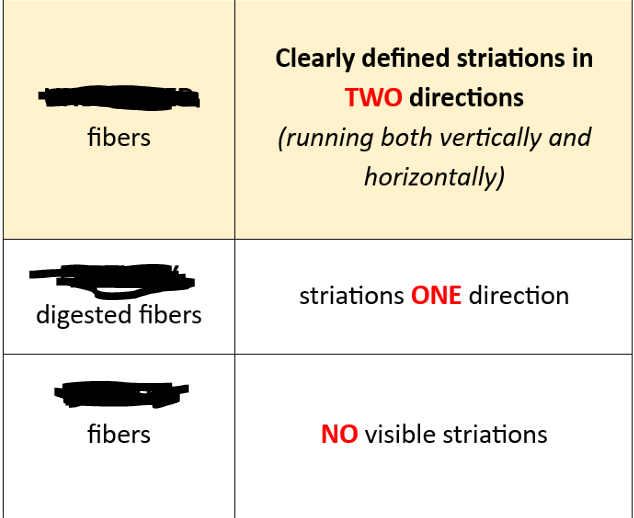 <p><strong><u>Muscle Fibers</u></strong></p>