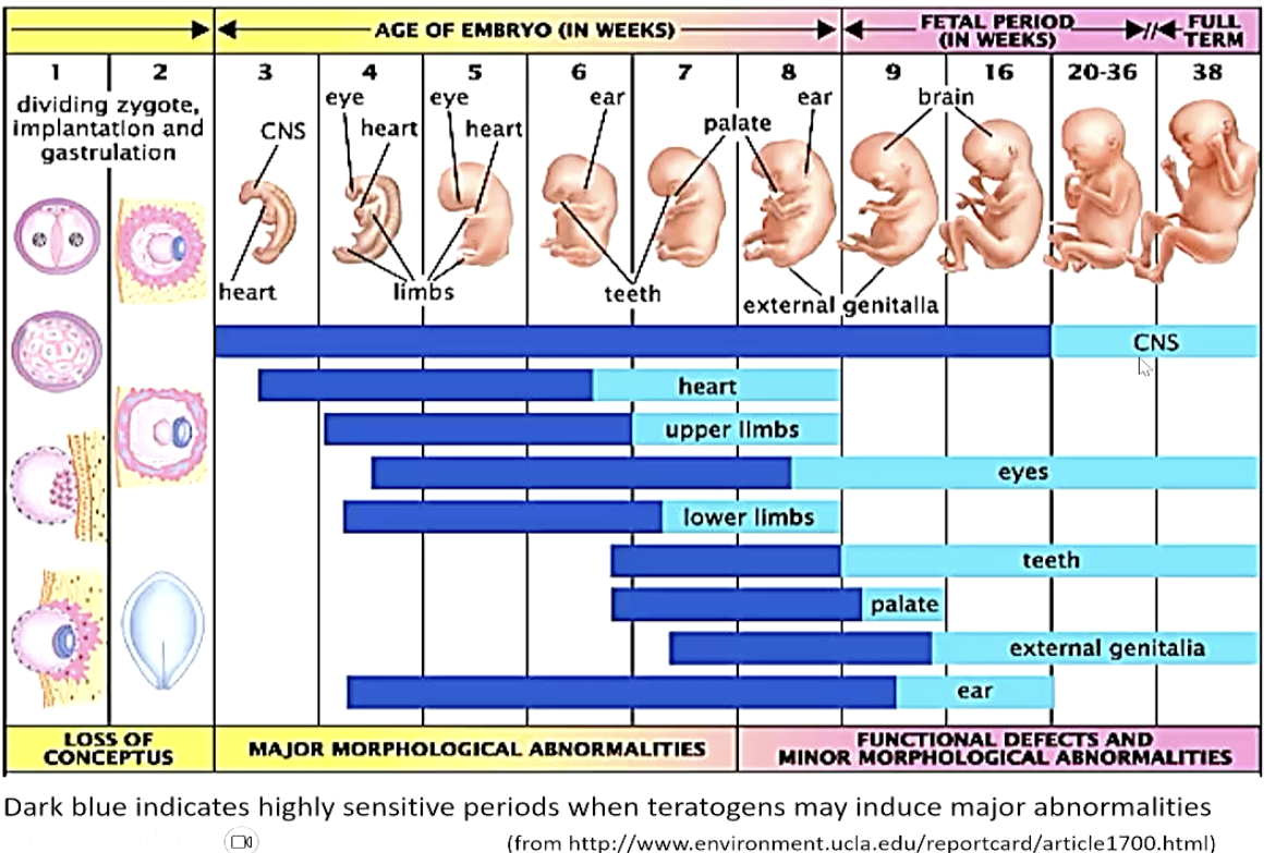 <ul><li><p>an obstacle to fetal development</p></li><li><p>environmental (external) factors that can exert a negative impact on prenatal development</p><ul><li><p>viruses/illnesses (if mother has HIV/AIDS that can be passed to child)</p></li><li><p>chemicals</p></li><li><p>medicines &amp; drugs (alcohol, etc)</p></li></ul></li></ul><p>→ dark blue bars is where most sensitive to teratogens</p><ul><li><p>the brain is most vulnerable to teratogens due to its long period of maturation relative to most other organs</p></li></ul><p></p>
