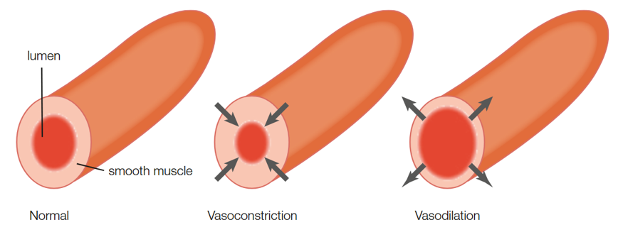 <p>Mechanism that helps produce and conserve heat in animals</p><p>Restricting the flow of blood to the surface of the skin reduces heat loss by conduction and radiation to the external environment</p><p>Arterioles supply blood to skin have smooth muscle (thin elastic) that has the ability to dilate/constrict</p><p>When arterioles dilate they increase blood flow → vasodilation</p><p>When arterioles constrict they decrease blood flow → vasoconstriction</p>