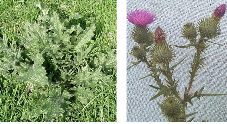 <p><strong>Plant family:</strong> Asteraceae<br><strong>Life cycle:</strong> Biennial<br><strong>Key persistence / spread:</strong> Seed<br><strong>Farming systems:</strong> Pastures, waste land</p><p><strong> How to identify</strong></p><p>In the first year, it forms a very large, flat rosette with leaves that are heavily armed. Spines occur on both the leaf margins and the leaf surface, which is unusual.</p><p>In the second year, it bolts into a tall, branching plant often exceeding two metres. Stems have spiny wings running along their length.</p><p>Flower heads are large, purple, and solitary or in small clusters. The plant is extremely conspicuous when flowering.</p><p>The size and surface spines clearly distinguish it from Californian thistle.</p>