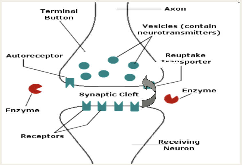 <p>destroyed by enzymes or go back to the presynaptic neuron via the uptake pump</p>