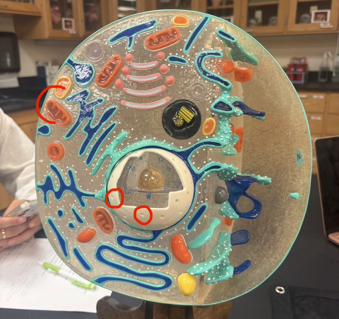 <p>Label the part of the cell</p>