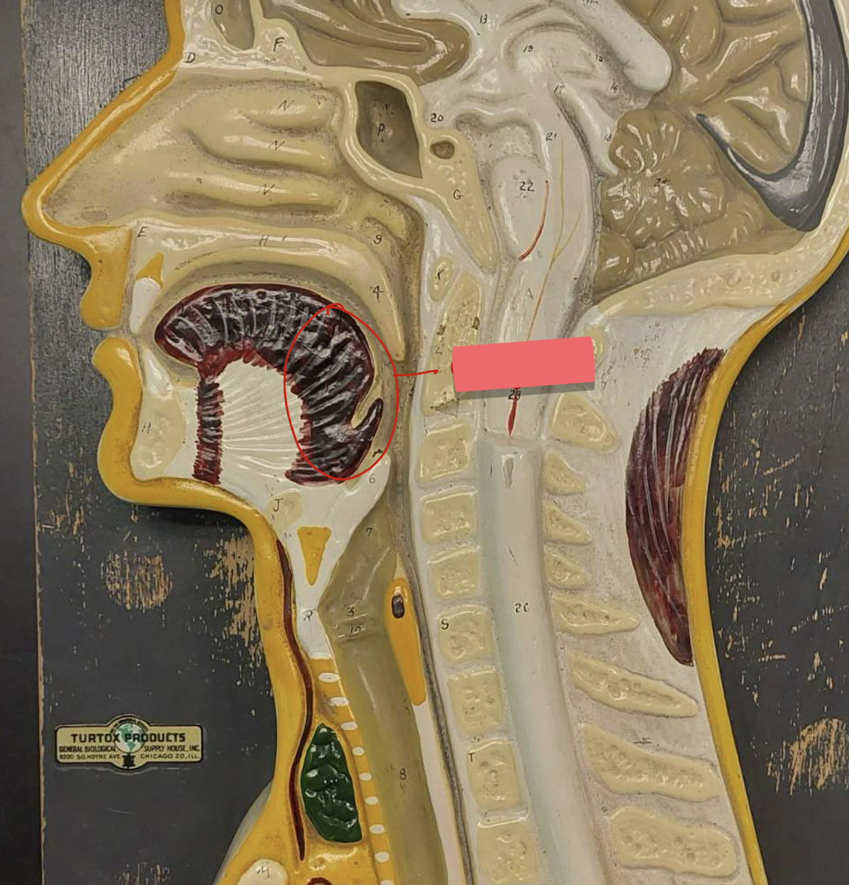 term image
