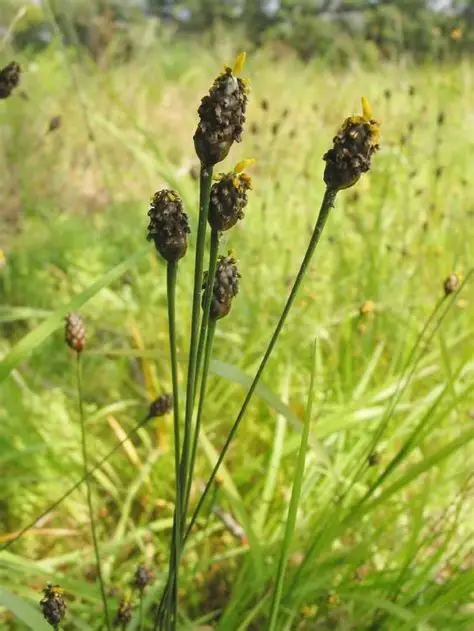 <p>tall, slender stem w/ “pinecone” on top</p>
