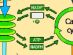 <p>photosynthesis cycle: name the cycle </p>