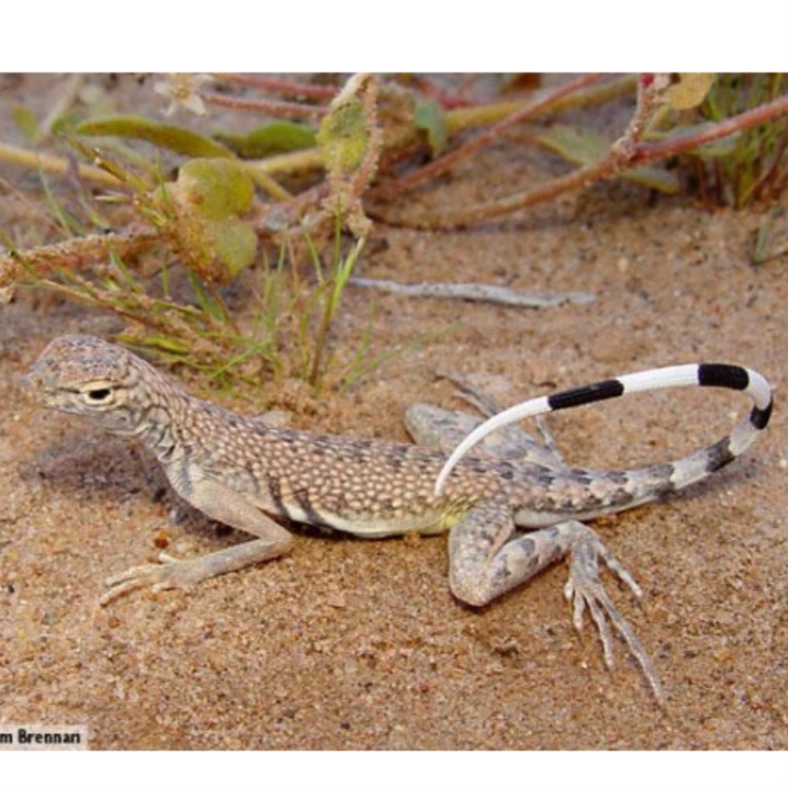 <p>name this animal</p>