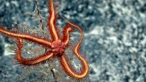 <p>What is the phylum and class?</p>