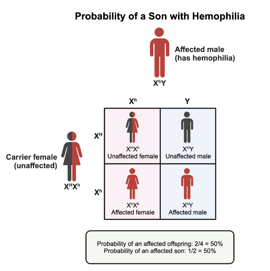 <p>50%</p><p>The fact that the first son was a hemophiliac does <em>not</em> influence the outcome of the second son.</p><p>It is given that hemophilia is an <strong>X-linked trait</strong>, and the<strong>&nbsp;</strong>carrier mother confirms that the trait is recessive; dominant alleles<em>&nbsp;cannot&nbsp;</em>produce carriers of the trait.</p>