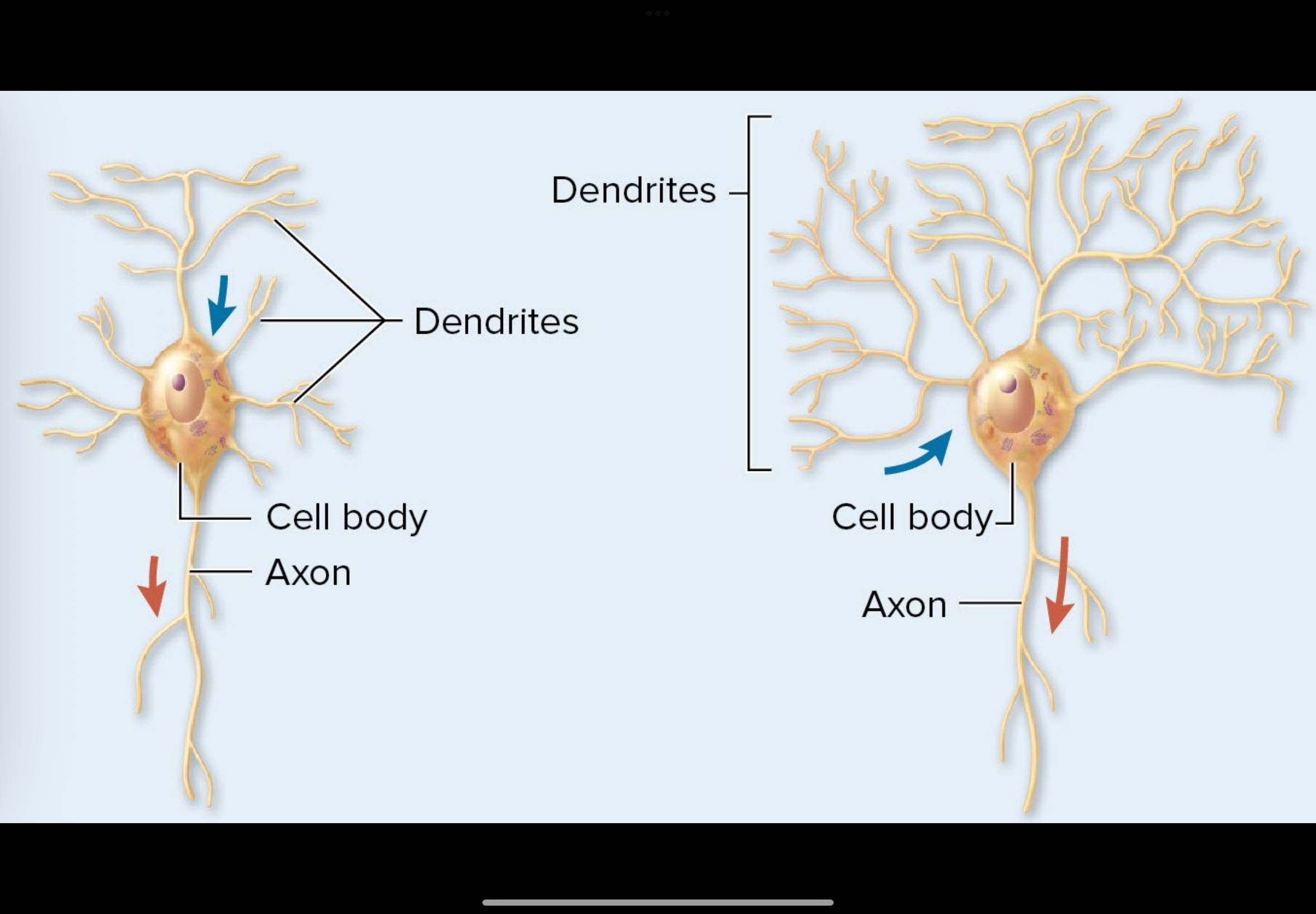 <p>which type of neuron is this: (polar)</p>