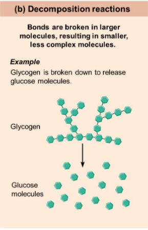 <p>reactions</p><p>involve breakdown of a molecule</p><p>into smaller molecules or atoms</p><p>(reverse of synthesis reactions)</p><p>Involve catabolic (bond-</p><p>breaking) reactions<br>AB = A + B<br></p>