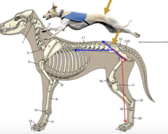 <p>name and significance of the indicated joint</p>