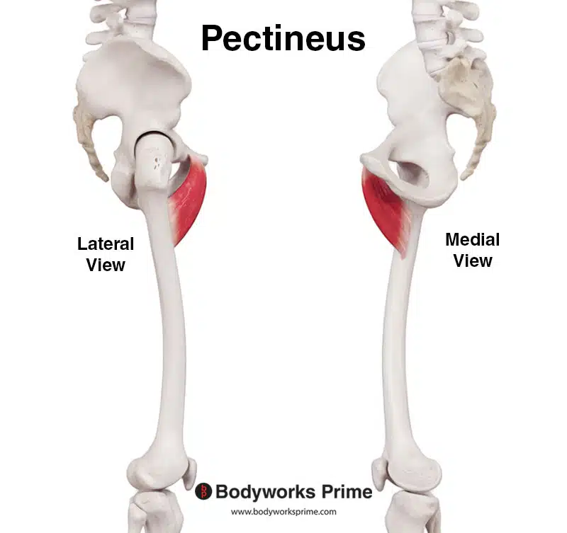 <p>hip- flexion, adduction, lateral rotation</p>