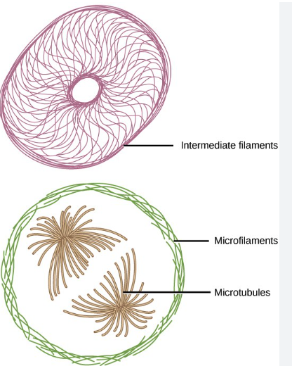 <p>Tough, insoluble, ropelike protein fibers intermediate in size between microfilaments and microtubules. They consist of four (tetramer) fibrils twisted together and help cells resist pulling forces.</p>