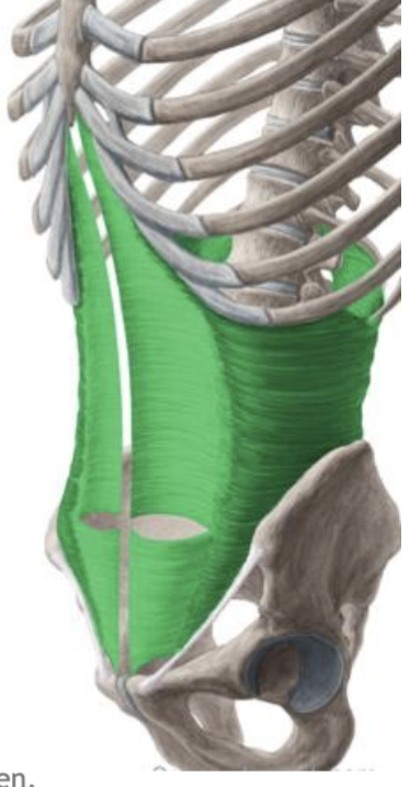 <p><span style="line-height: 17px;">Musculi abdominis</span><span style="line-height: 17px; background-color: var(--clrSelection,#c6c6c6) !important;">&nbsp;</span></p><p class="Paragraph SCXW96492665 BCX4" style="text-align: left;"><span style="line-height: 17px; background-color: var(--clrSelection,#c6c6c6) !important;">&nbsp;</span></p><p class="Paragraph SCXW96492665 BCX4" style="text-align: left;"><span style="line-height: 17px;">Dwarse buikspieren</span><span style="line-height: 17px; background-color: var(--clrSelection,#c6c6c6) !important;">&nbsp;</span></p><p class="Paragraph SCXW96492665 BCX4" style="text-align: left;"><span style="line-height: 17px; background-color: var(--clrSelection,#c6c6c6) !important;">&nbsp;</span></p><p class="Paragraph SCXW96492665 BCX4" style="text-align: left;"><span style="line-height: 17px;">m. transversus abdominis</span></p>